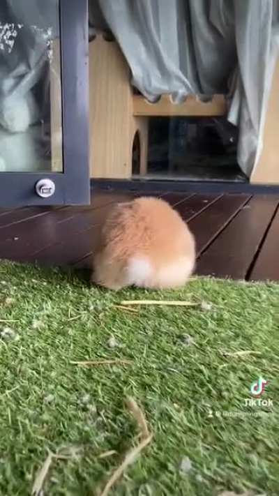 benji the potato