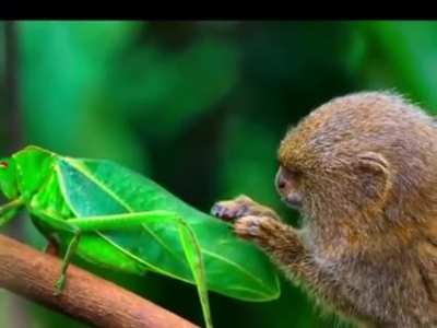 🔥 A baby marmoset curious about insects