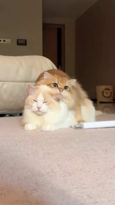 They are very good friends