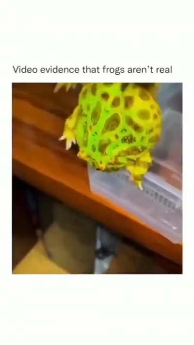 Silliest creatures on earth 🐸