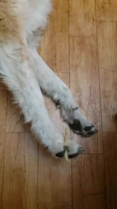 Oblivious doggo doesn't notice a French fry in his paw