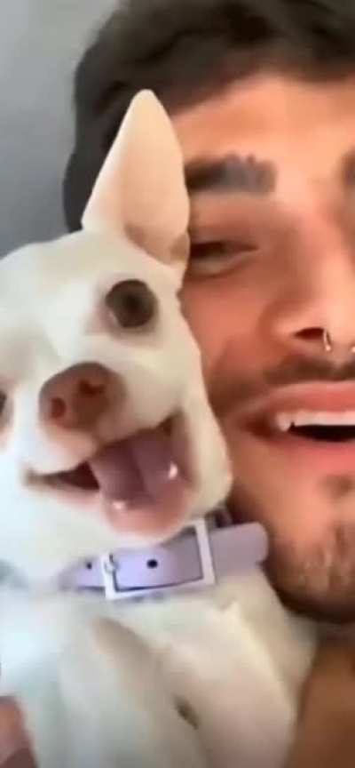 dog no like cuddle