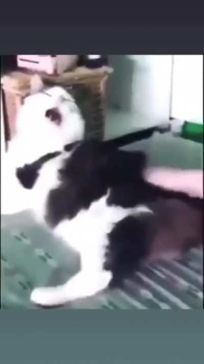 Que miado fofo.
