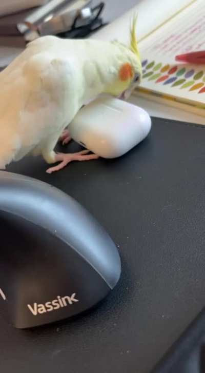 Anyone else&rsquo;s cockatiel try to incubate their AirPods? 🥚 💀