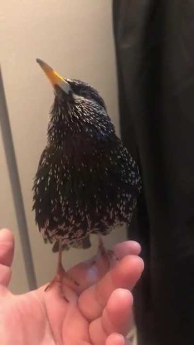 Birds imitation