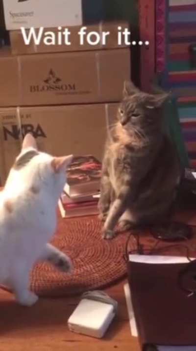 Cats in a nutshell