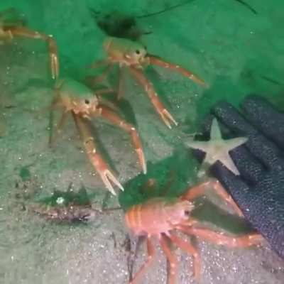 crab crab crab crab crab crab hand!? hand hand hand hand