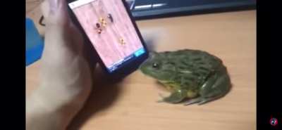 Frog playing an ant game