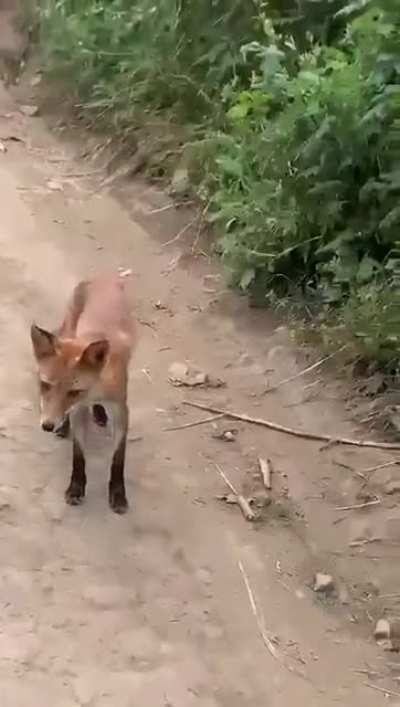 What should I feed the fox?