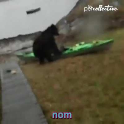 No Mr Bear, Not my Kayak