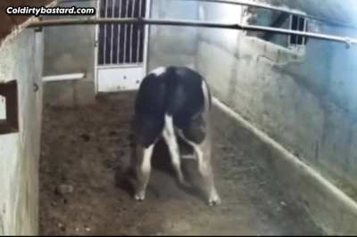 M&auml;d cow