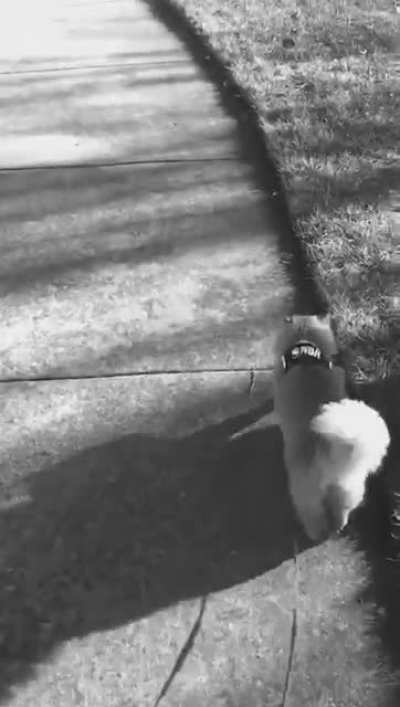 My cat pretty much decimated all the small animals in the neighborhood ...