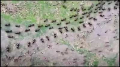 🔥 A termite track (top) and an ant track (bottom), each protected by its column of soldiers who face each other without attacking.