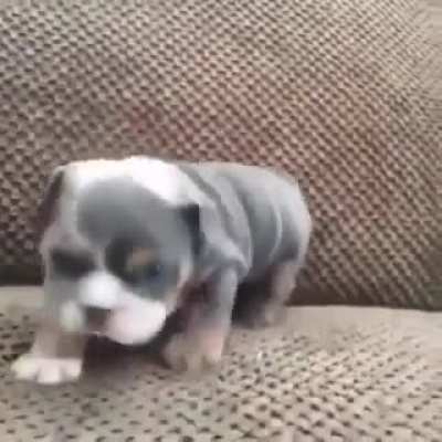 Lovely wiggle 🤗