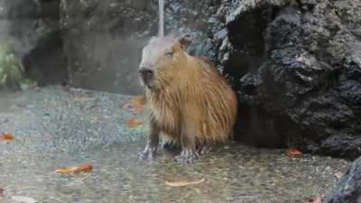 SPADAY!