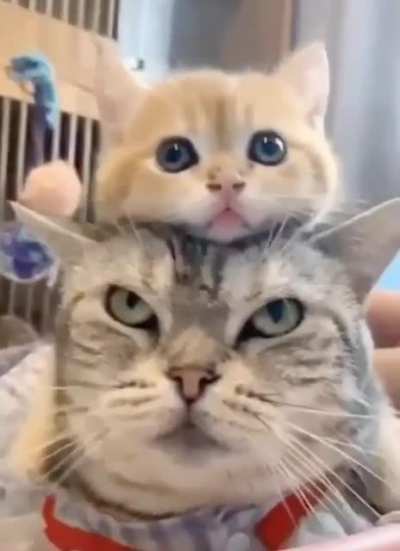 Котики