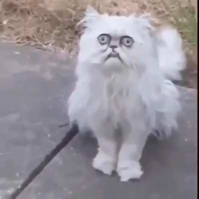 Weird cat