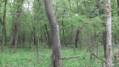 What a beautiful day in the forest...