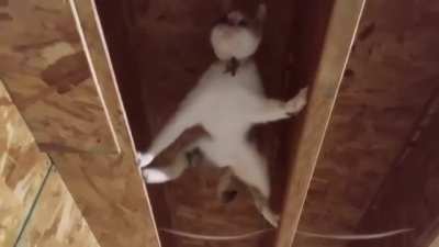 Котик
