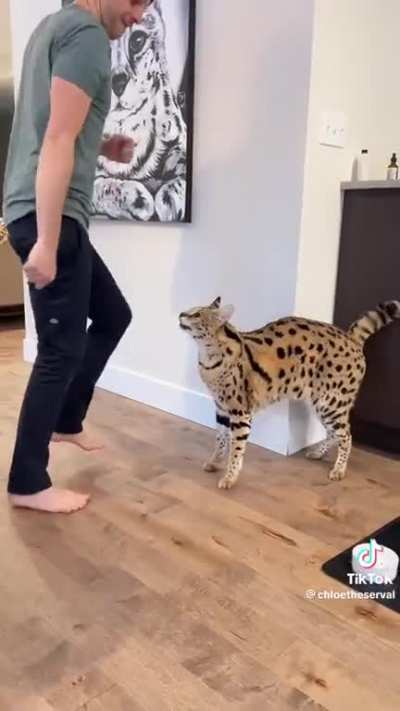 If you have to declaw an animal because you&rsquo;re afraid it might murder you, don&rsquo;t bring it in to your house as a pet 🤦🏾