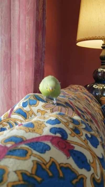 Little waddle