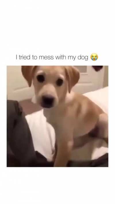 Never mess with a dog