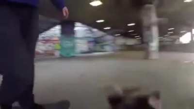 Expert cameraman 🐕