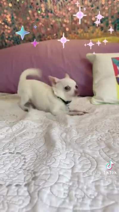 Baby dog