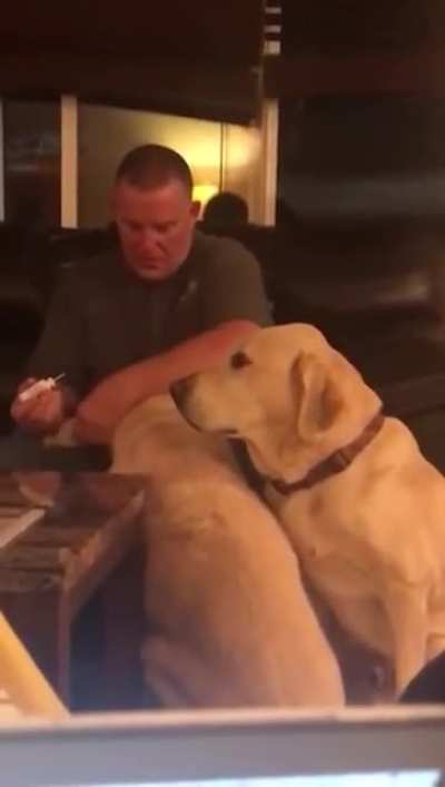 Pupper thinks he needs ear medicine too when he sees his friend getting it