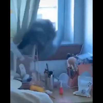 I hate cats