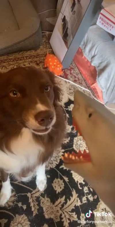 Dog vs. Jaws