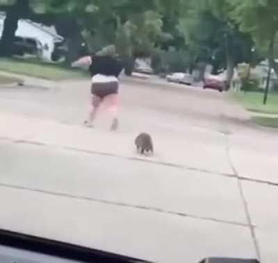 Watch Your Step There's A Racoon After You