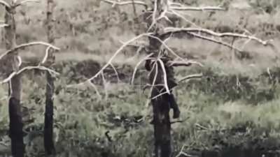 Russian soldier decides to climb a tree to evade an FPV drone and immediately regrets it