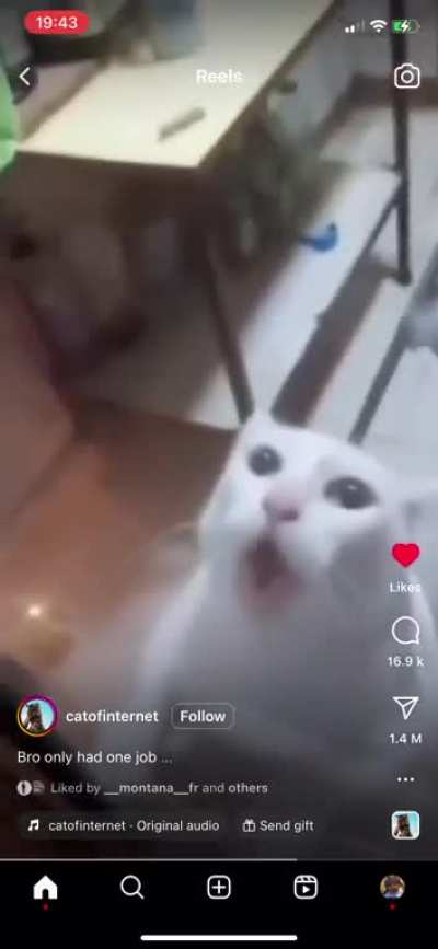 The cat only had 1 job&eth;&eth;&eth;