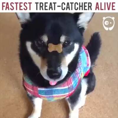 Fastest Treat Catcher ALIVE