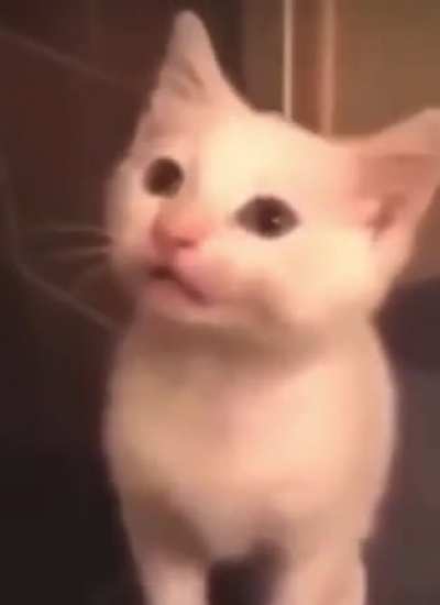 I love kittens meows