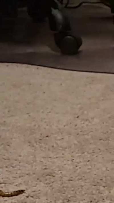 An apex predator hunting worms