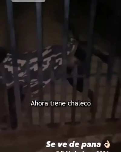 el perro culiao