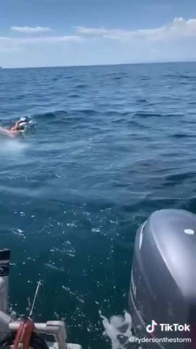Just when you think you&rsquo;re going for a quick swim... Great White Shark