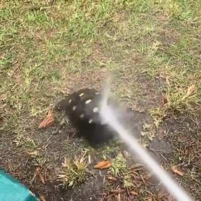 Tortoise enjoying a little hose spray