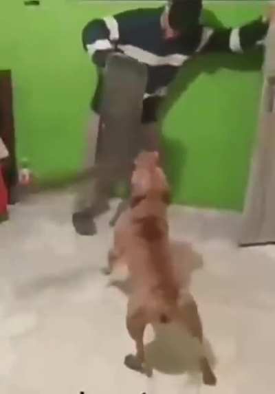 Aguas con los perros con machete.