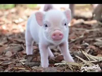 Pigcore