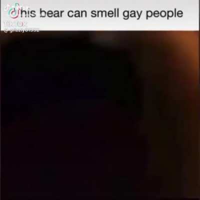 Bear