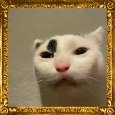 Funny cat