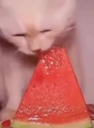 Watermelon Cat