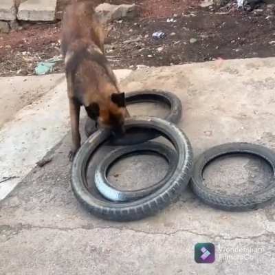 Smart dog helps his human move tires, and figures out how to carry four tires in one bite