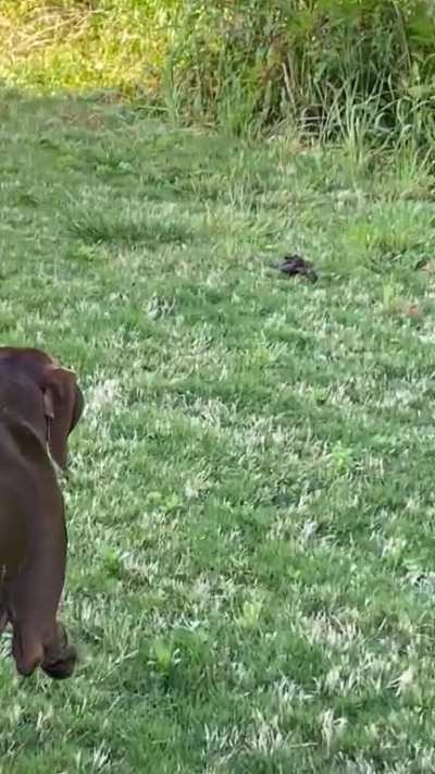 She stalked a turd&hellip; I&rsquo;m so proud
