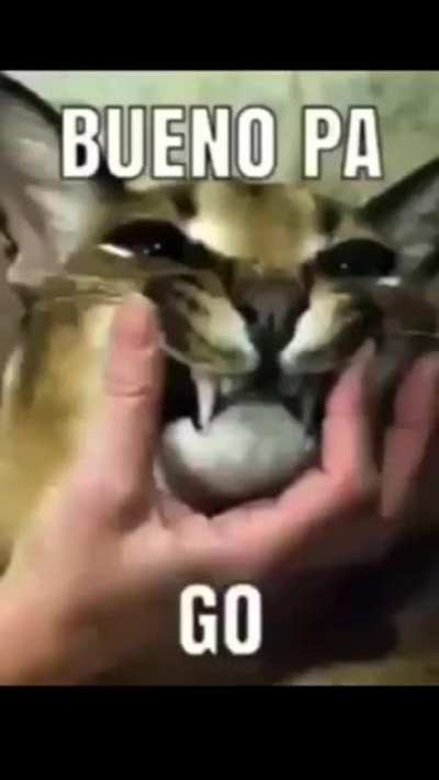 OYE COMO VA