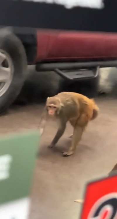 Snow monkey got out in my shop today&hellip;.. story in comments.
