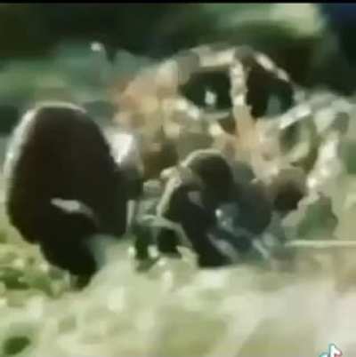 Spiders